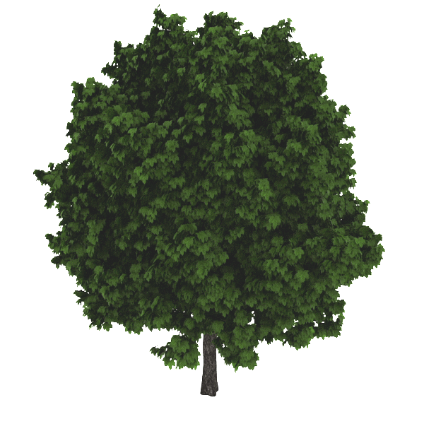 global-warming tree